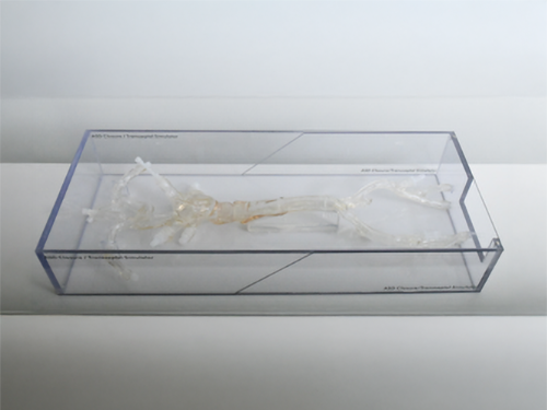 ASD Closure & Transseptal Model