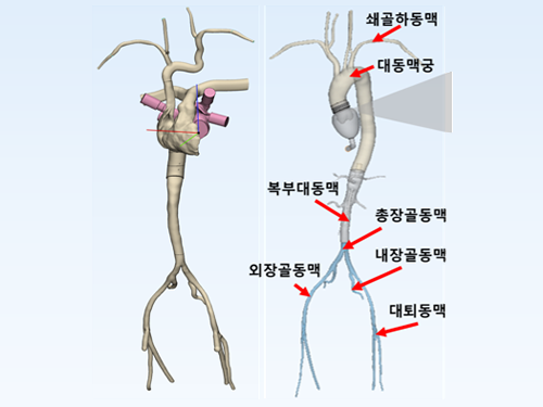중심 혈관계